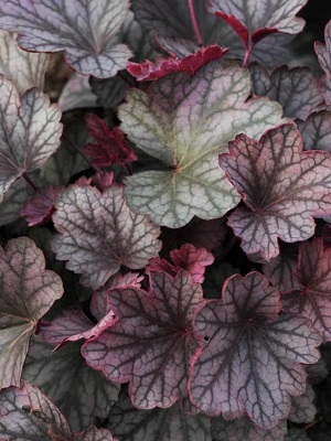 HEUCHERA Carnival Rose Granita